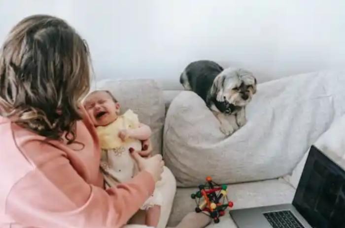 Husband Leaves Wife And 3-Month-Old Baby Due To Indicent With Dog Husband Leaves Wife And 3-Month-Old Baby Due To Indicent With Dog