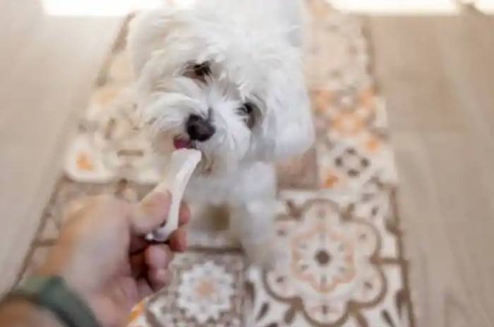 Husband Leaves Wife And 3-Month-Old Baby Due To Indicent With Dog